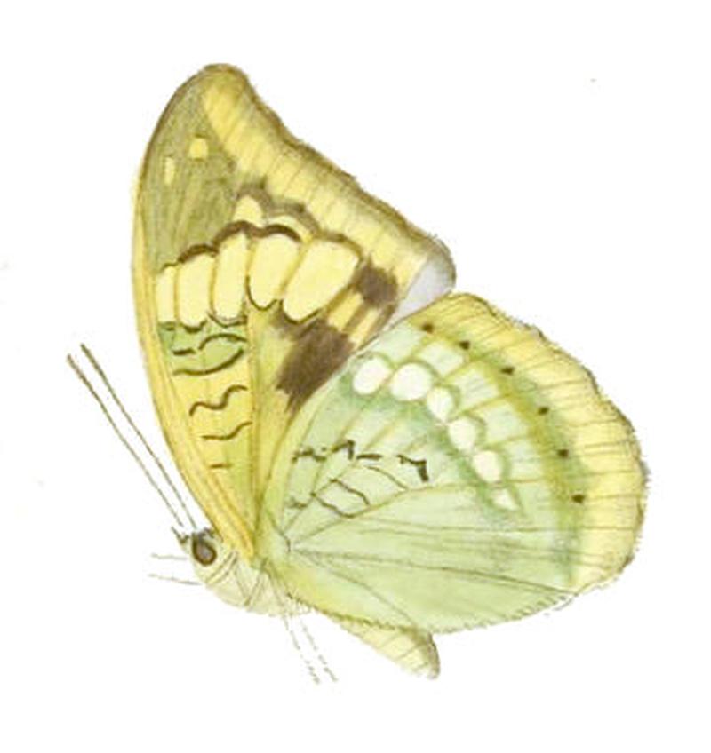 MahaldiaSahadeva241 1a