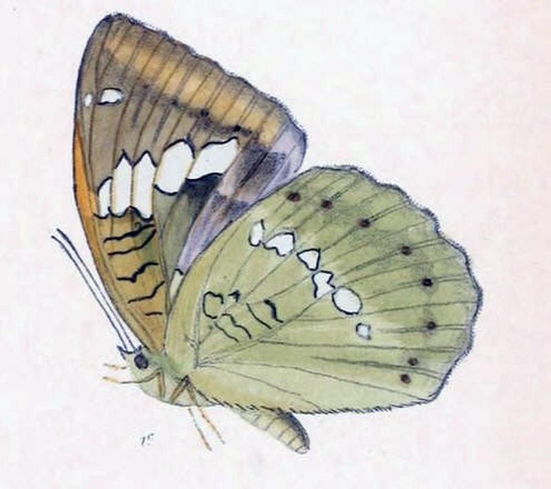 MahaldiaSahadeva241 1e