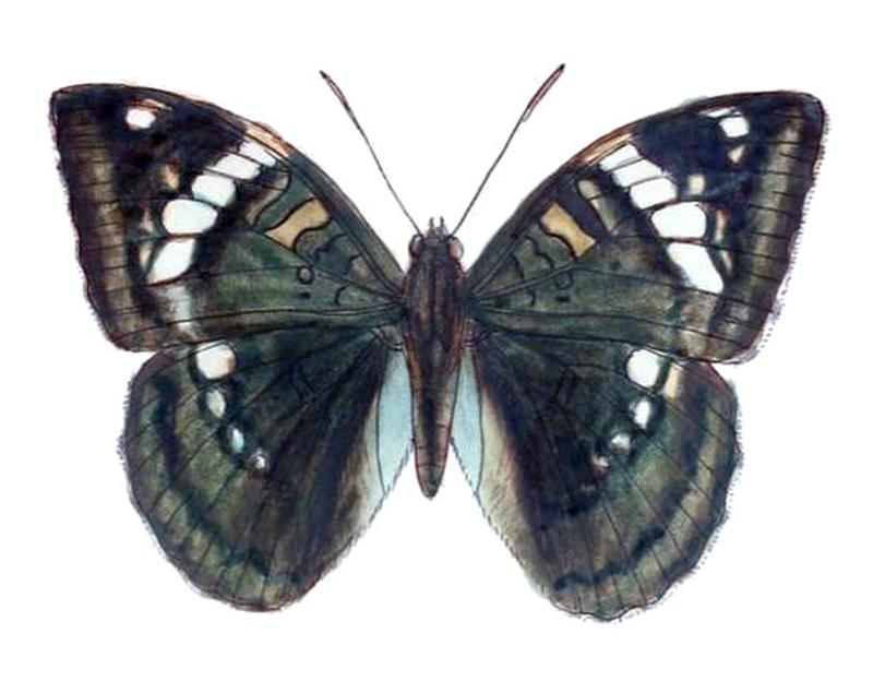 MahaldiaSahadeva242 1