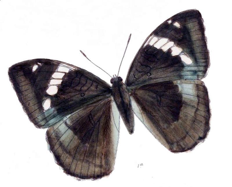MahaldiaSahadeva242 1a
