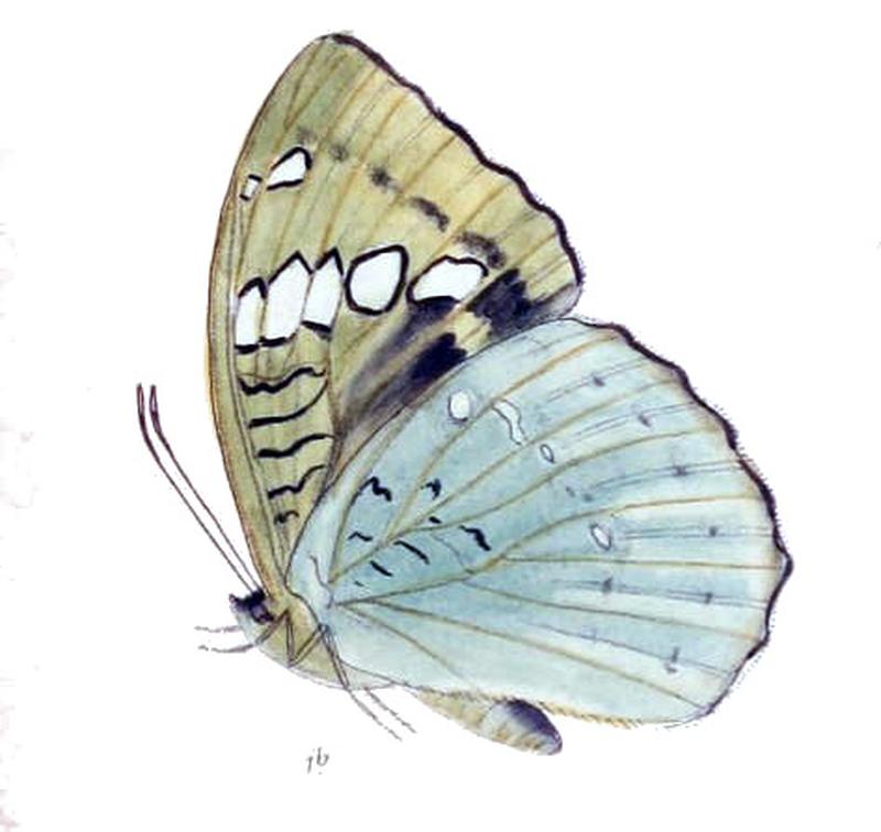 MahaldiaSahadeva242 1b