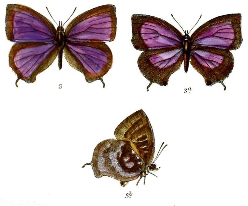 MahathalaAmeria 671 3 Knight