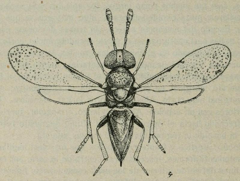 Mahencyrtus comara Fauna ibérica 1921