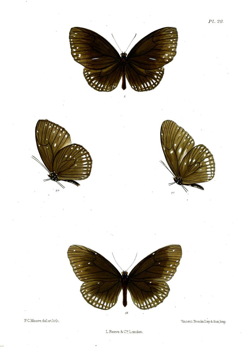 MahinthaSubdita 28