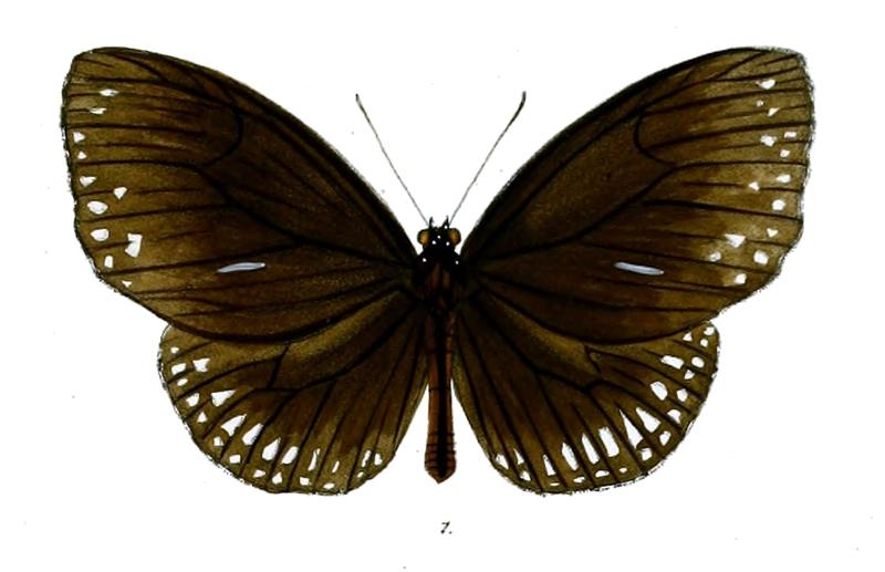 MahinthaSubdita 29 1