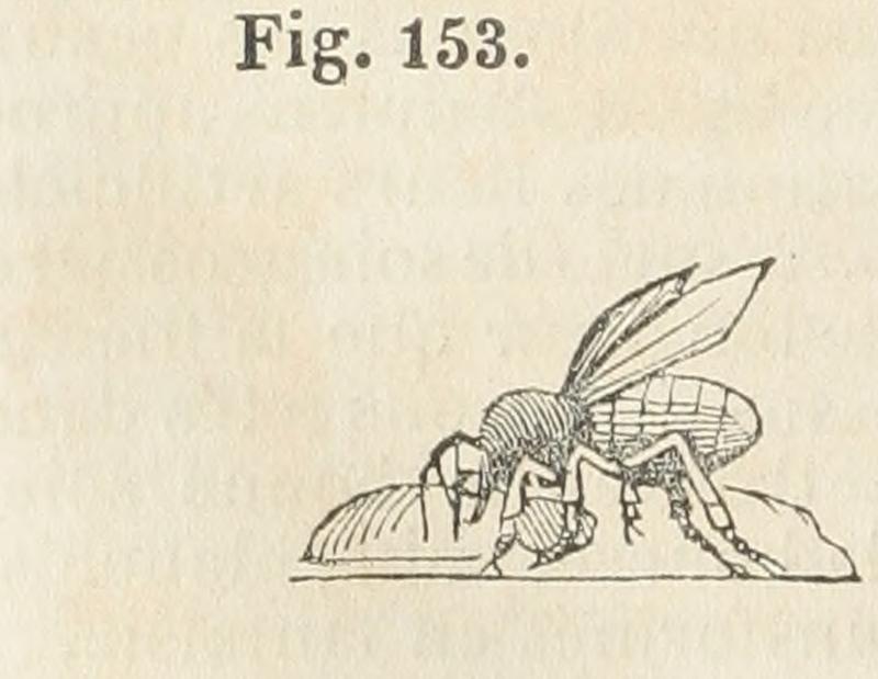 Maison rustique du XIXe siècle, éd. Bixio, 1844, III (page 156) - Fig 153