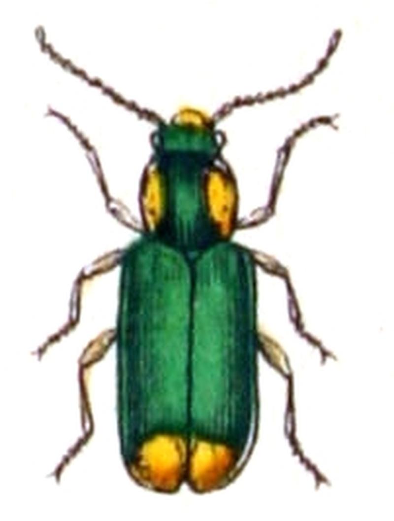 Malachius.bipustulatus.-.calwer.27.19