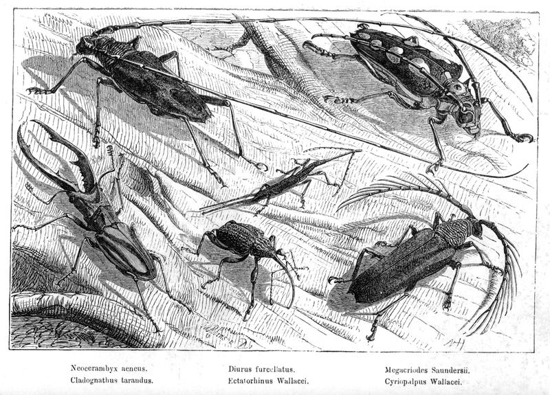 Malay Archipelago Beetles