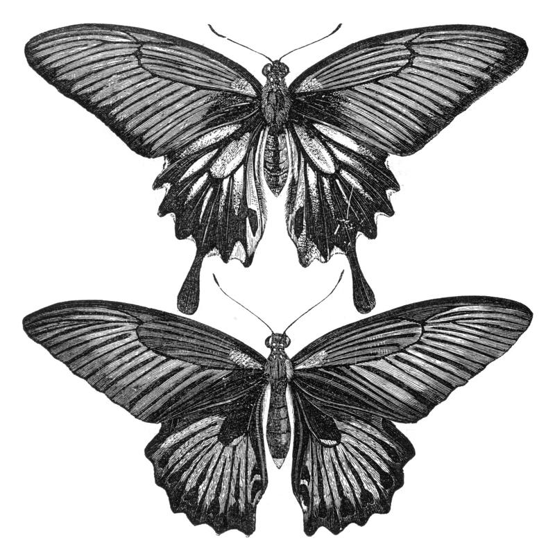 Malay Archipelago Females of Papilio memnon