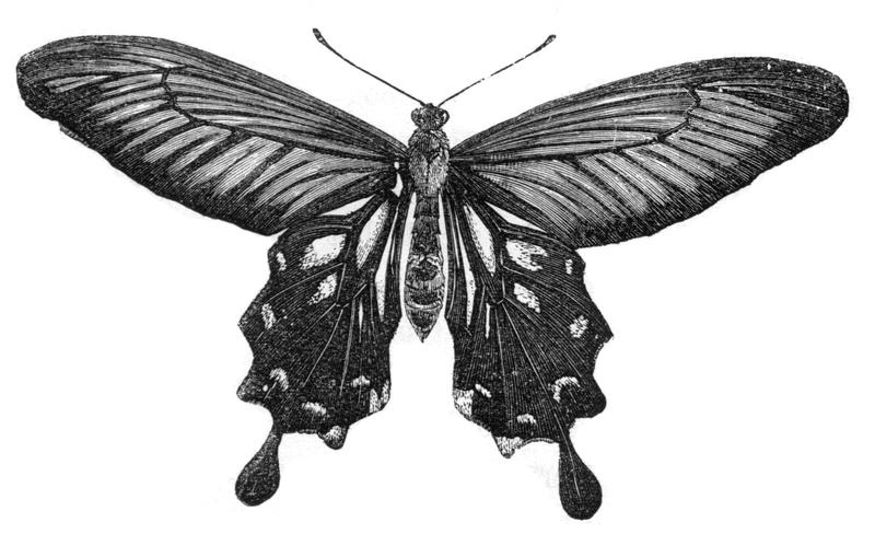 Malay Archipelago Papilio coon