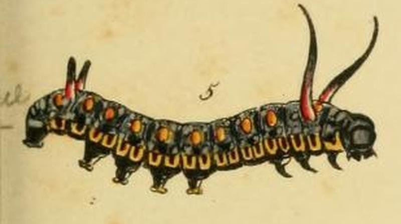 Malay tiger caterpillar