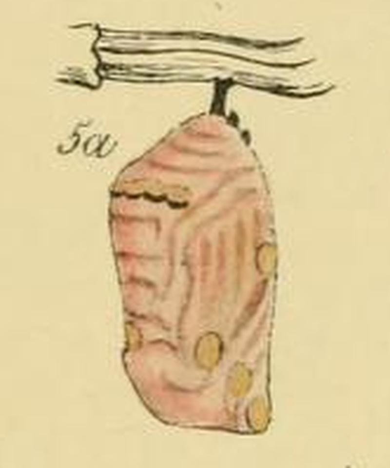 Malay tiger chrysalis