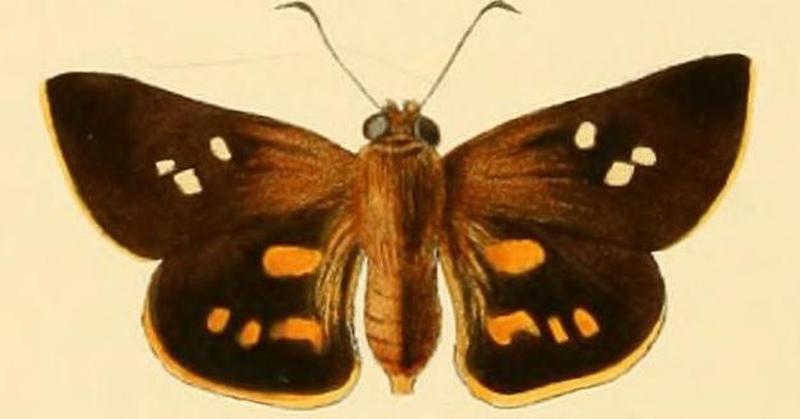 Malaza carmides