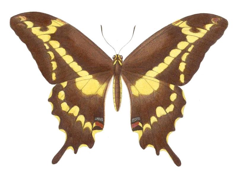 Male Papilio aristodemus