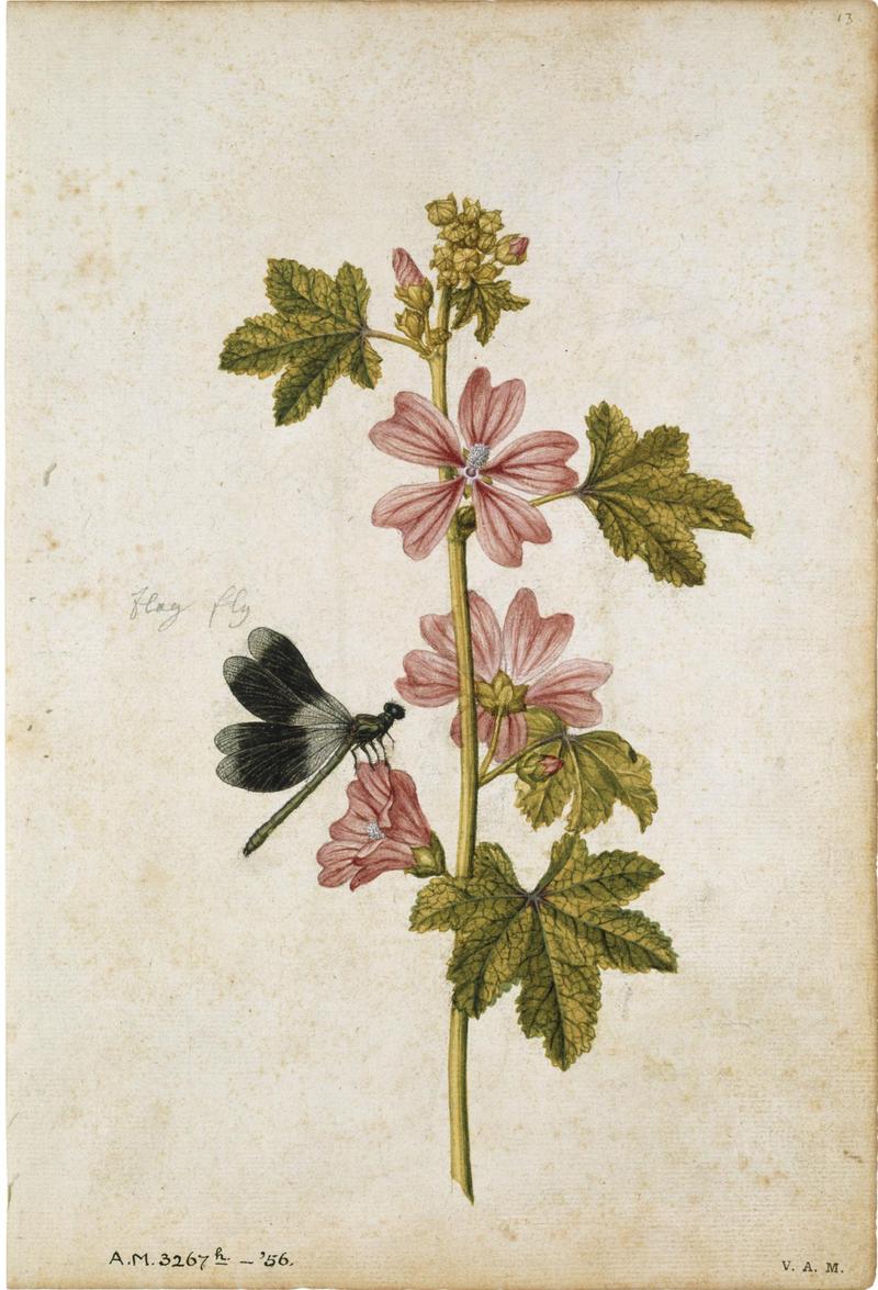 Mallow and Damselfly
