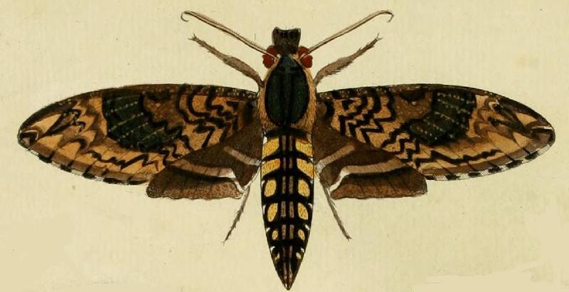 Manduca lucetius cramer