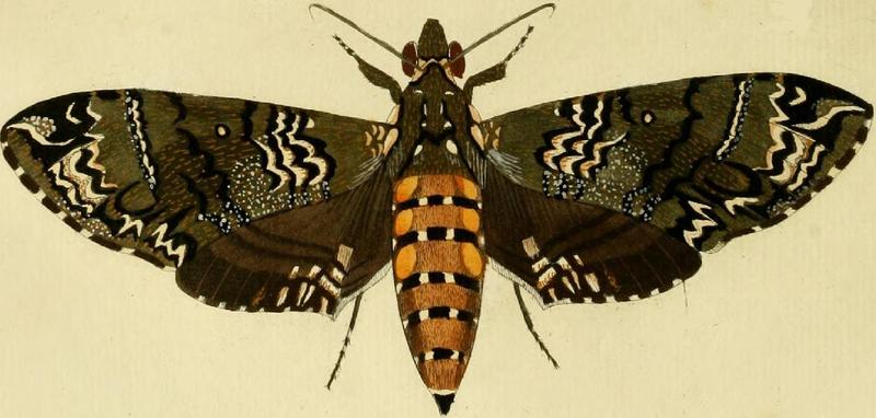 Manduca rustica