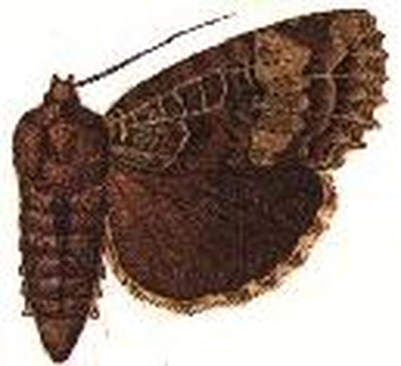 Mania nyctichroa