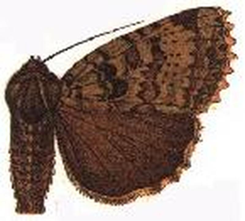 Mania phaeochroa