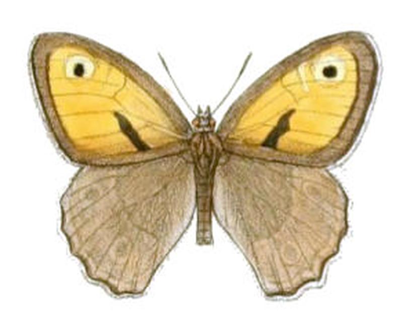 ManiolaBrevistigma103 3