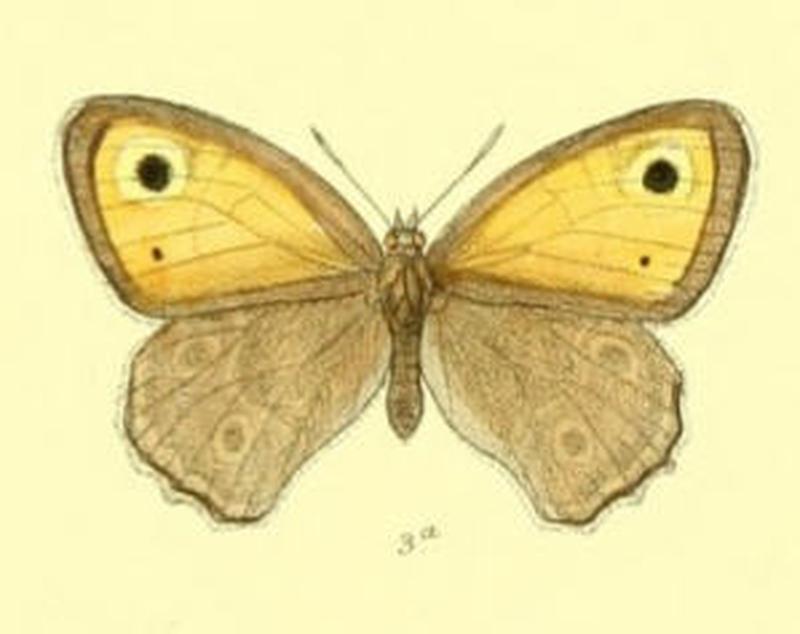 ManiolaBrevistigma103 3a