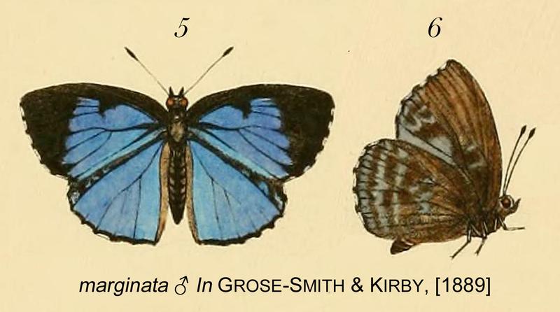 Marginata InGSK1889