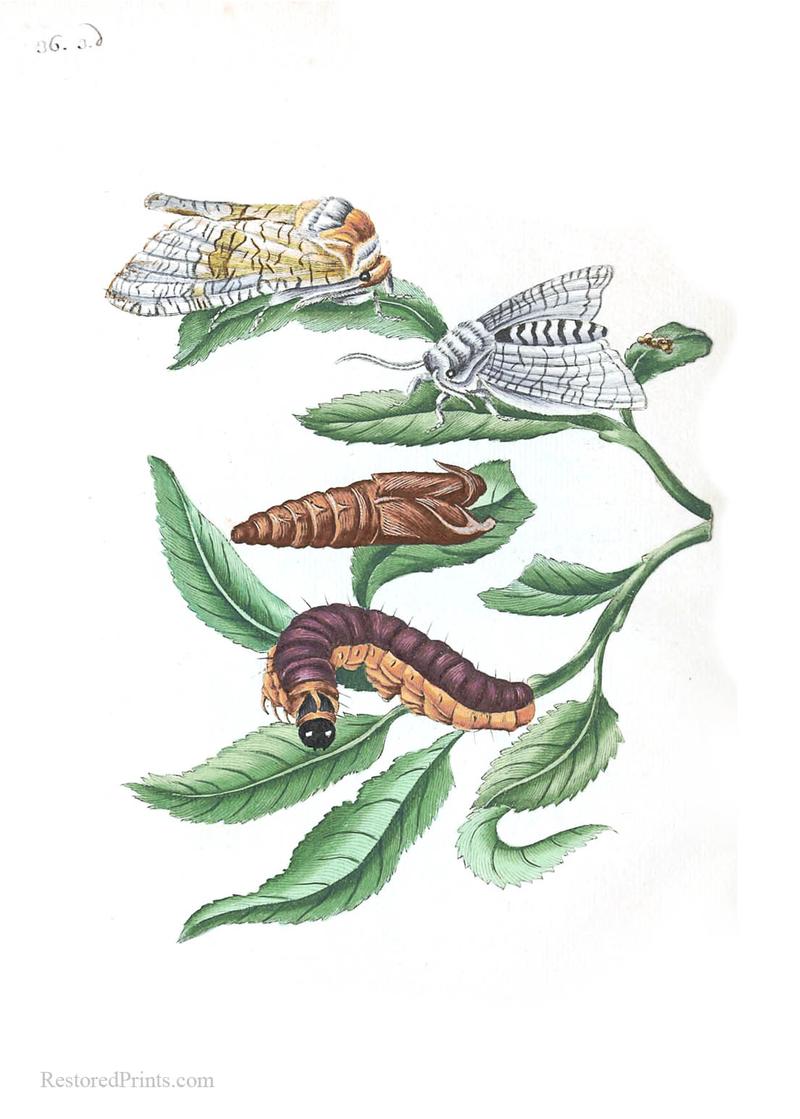 Maria Merian Goat Moth on Almond Willow