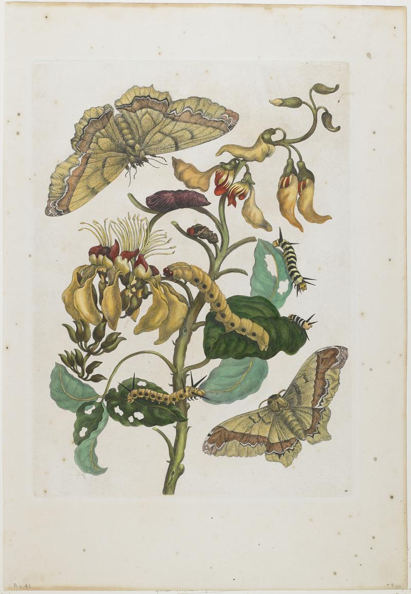 Caterpillars, Butterflies ( Arsenura armida ) and Flower ( Pallisaden Boom : Erythrina fusca ), Plate 11 from Metamorphosis Insectorum Surinamensium, first published 1705