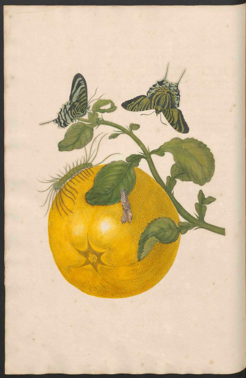 Maria Sibylla Merian-Metamorphosis-Uni bib Utrecht MAG AB 352 Rariora 29