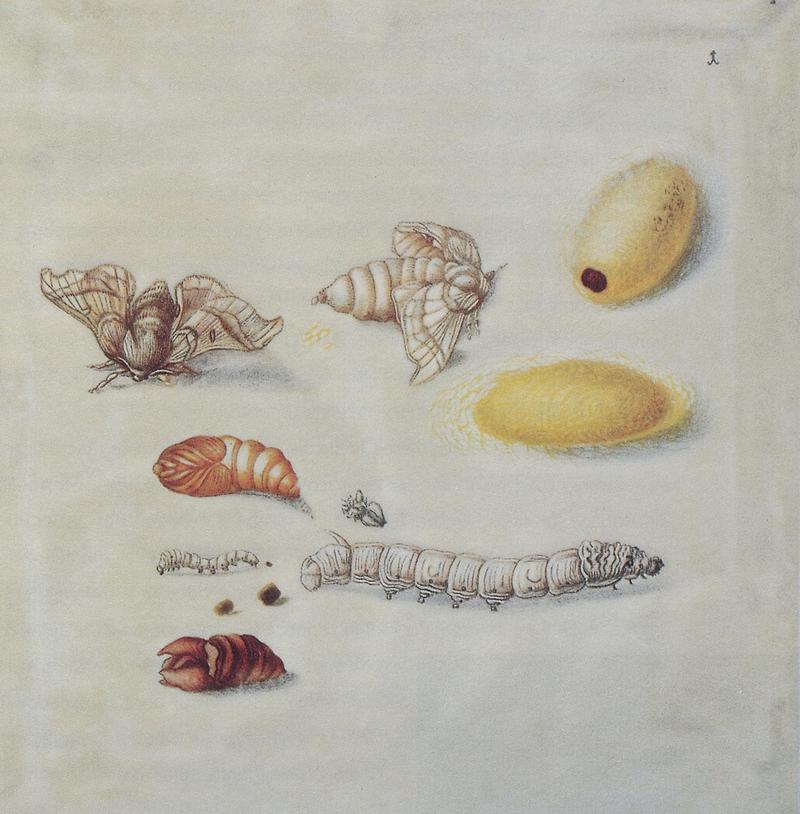 Maria Sibylla Merian - Metamorphose des Seidenspinners