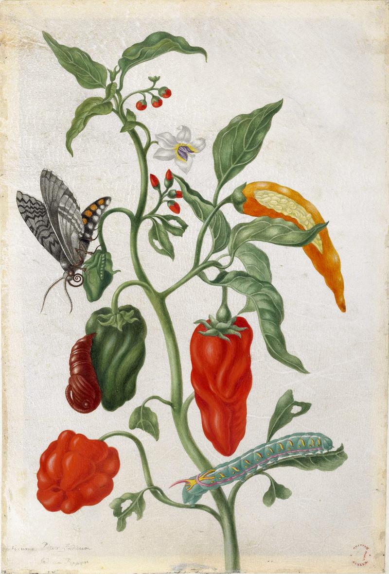 Indian pepper with examples of a butterfly, chryslais and caterpillar