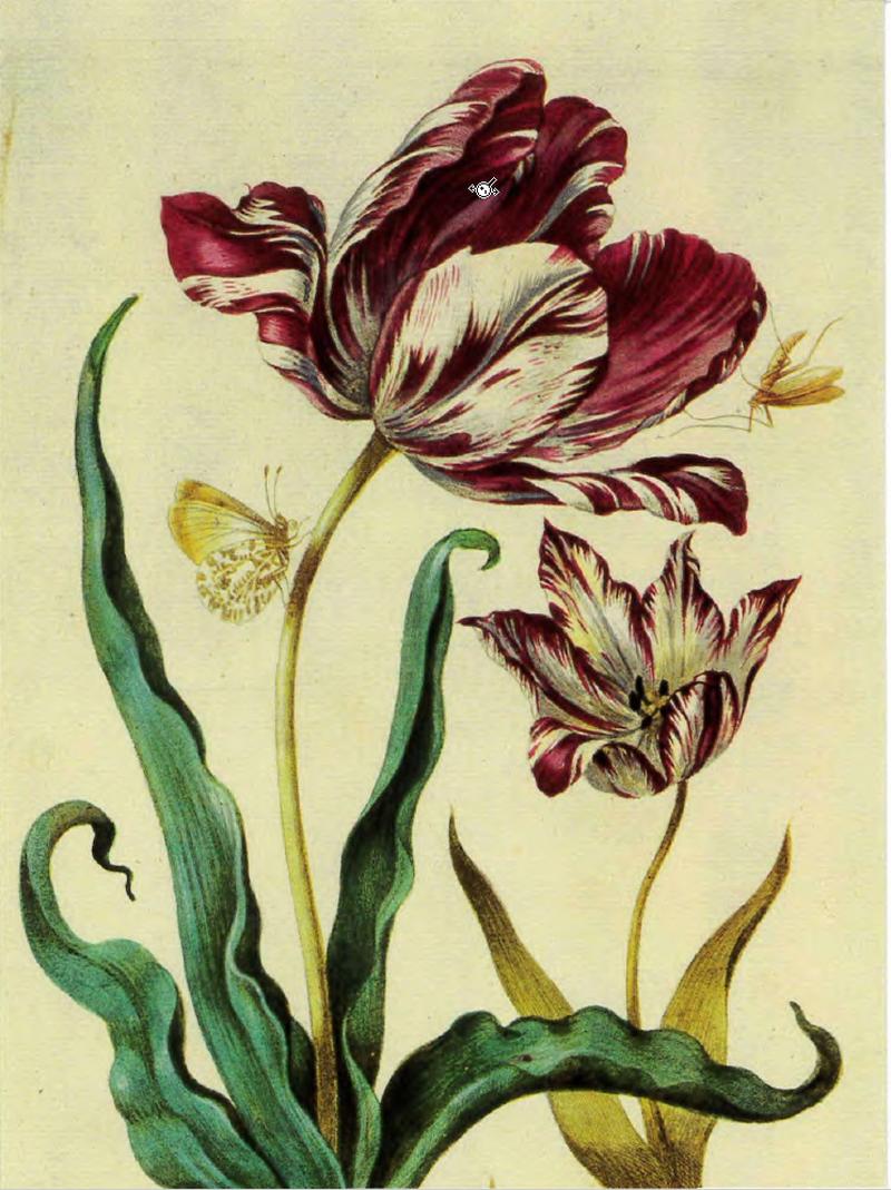 Maria merian tulpen