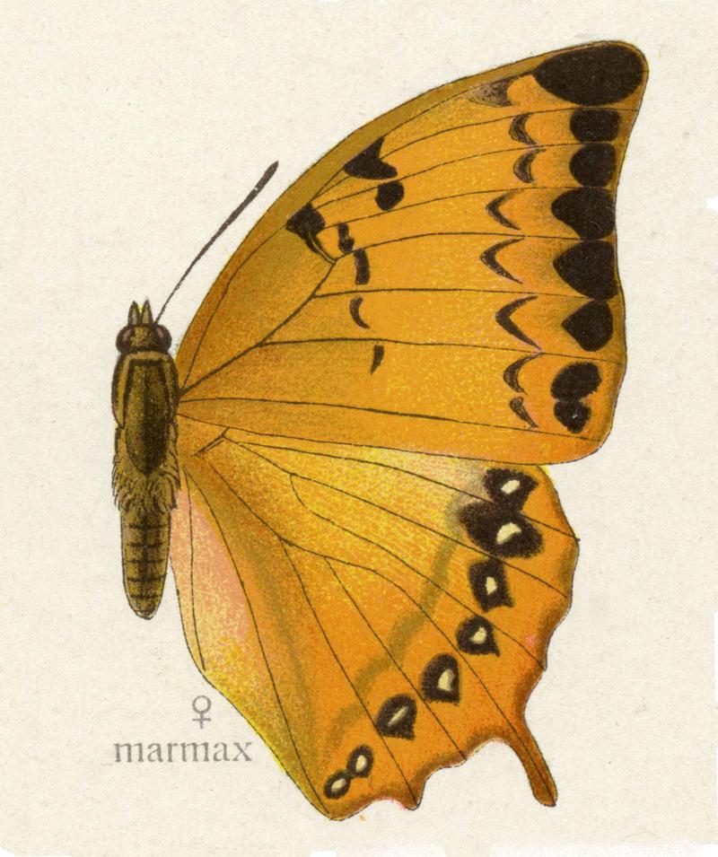 Yellow Rajah Charaxes marmax