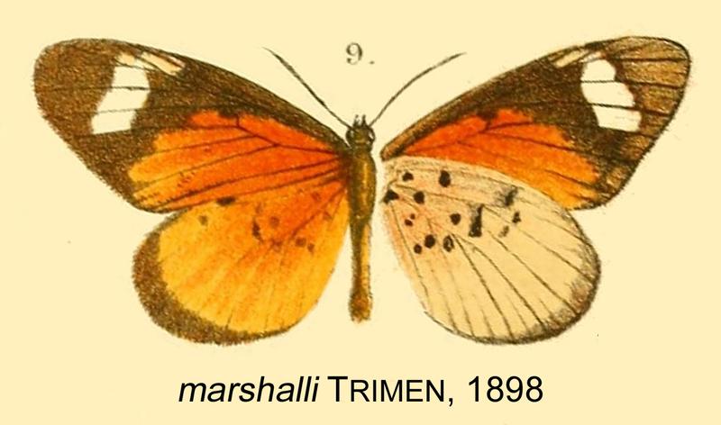 Mimacraea marshalli from original description