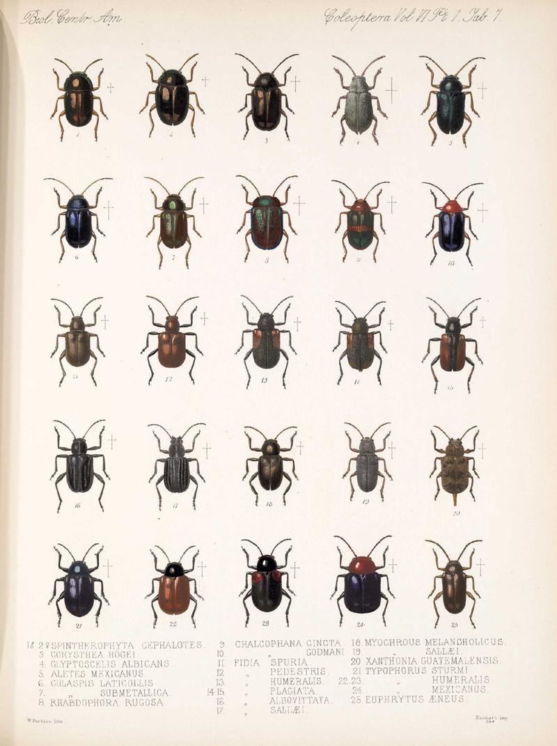 Martinjacobyphytophaga