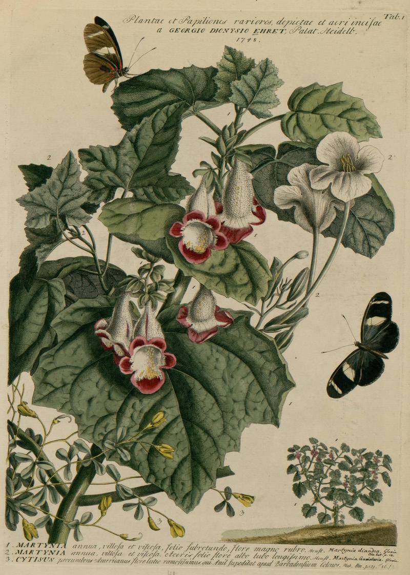 Martynia annua