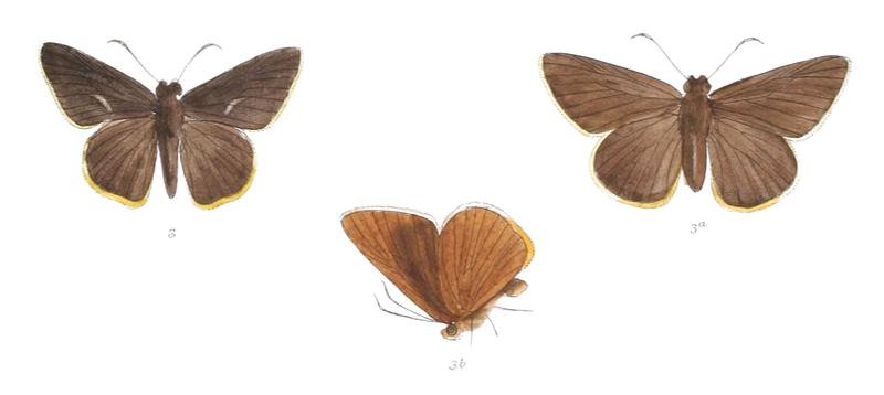 MatapaDruna 797 3 Fitch