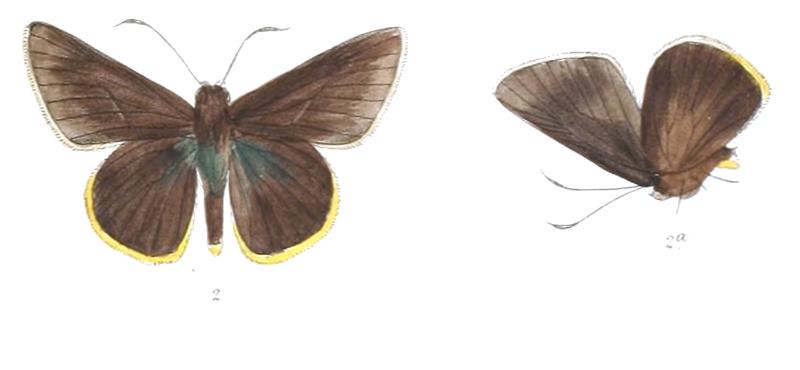 MatapaPurpurascens 797 2 Fitch