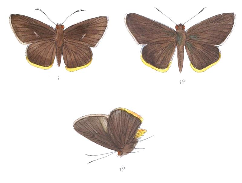 MatapaSasivarna 798 1 Fitch