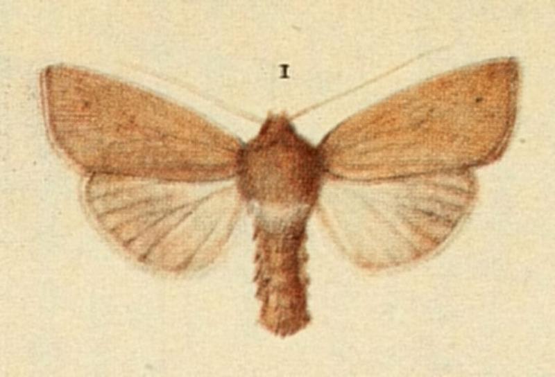 Mathew's Wainscot Moths of the British Isles