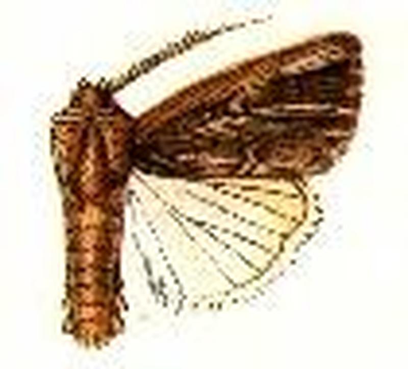 Matopo inangulata