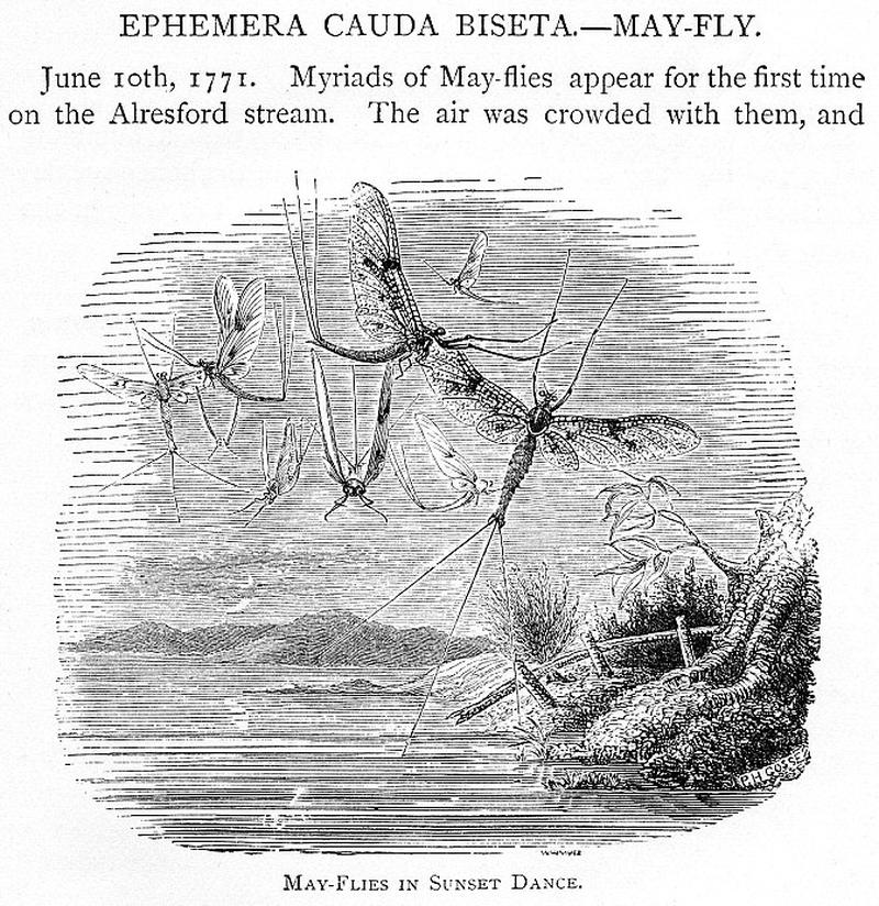 Mayflies in Sunset Dance Gilbert White Natural History of Selborne