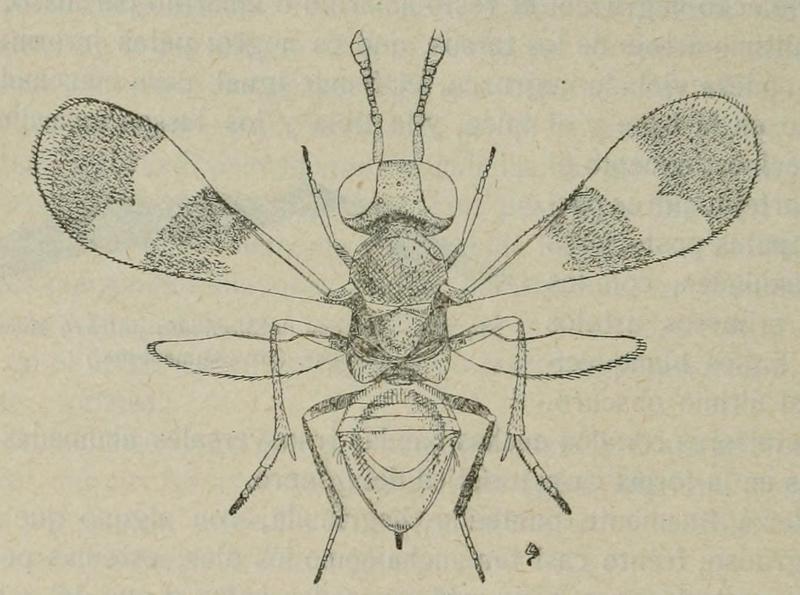 Mayridia pulchra, female, Spain