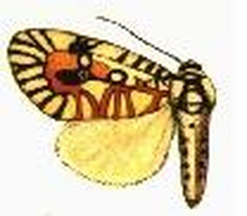 Mazuca haemagrapha