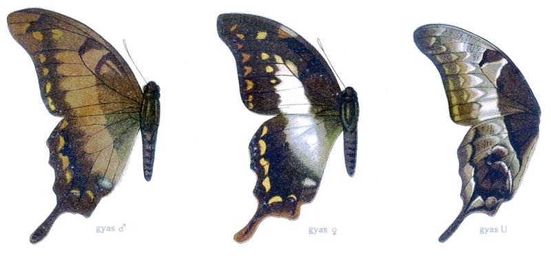 c1 Brown Gorgon male upperwing c2 Brown Gorgon female upperwing c3 Brown Gorgon underwing