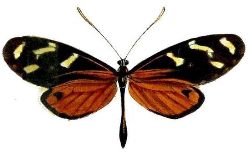 Mechanitis polymnia