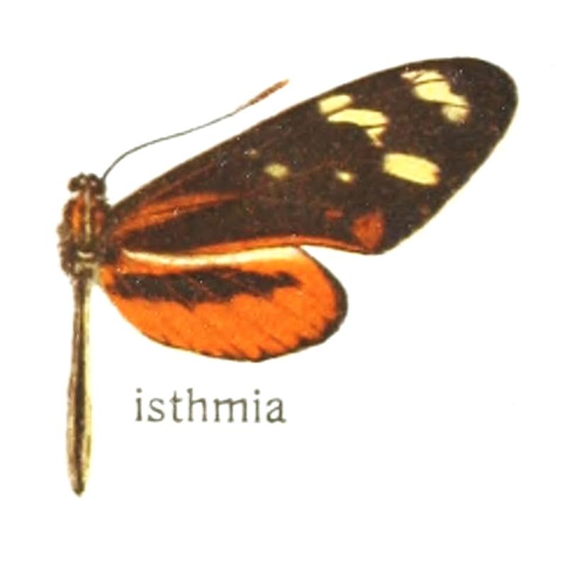 Mechanitis polymnia isthmia - Seitz 5 plate 34