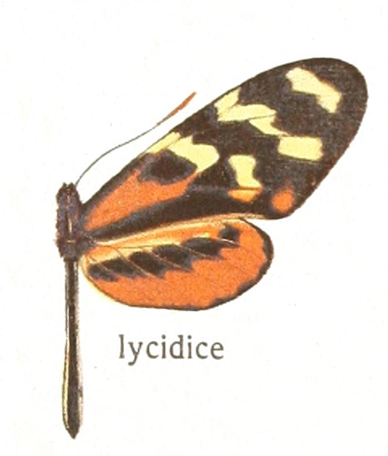 Mechanitis polymnia lycidice - Seitz 5 plate 34