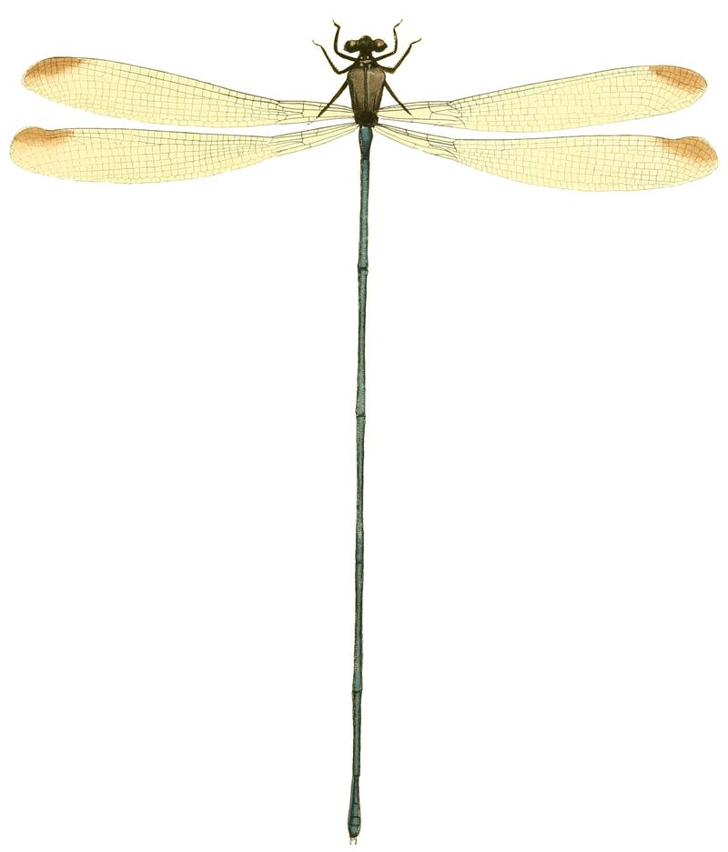 Mecistogaster lucretia Illustrations of Exotic Entomology II 48
