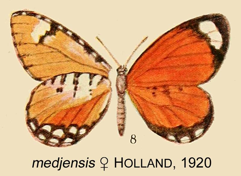 medjensis HT from original description